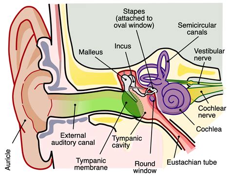 auditory vs acoustic|Audio vs Acoustic .